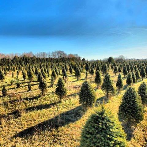 Wehrmann's Christmas Tree Farm